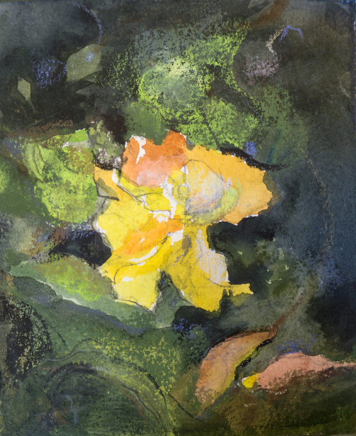Hibiscus