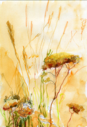Yarrow & Wild Rye