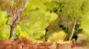 Yellow Bush
